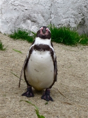 Крутой пингвин