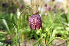 Парк Keukenhof