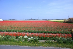 Тюльпановые поля