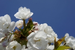 Парк Keukenhof