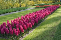 Парк Keukenhof